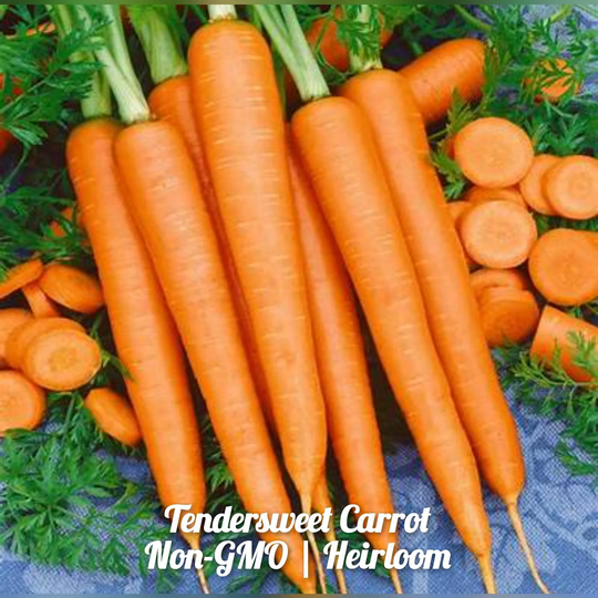 Tendersweet Carrot 300 Seeds | Non-Gmo Free Shipping