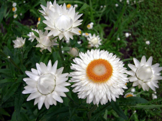 strawflower White 100 Seeds, Non Gmo, Fresh