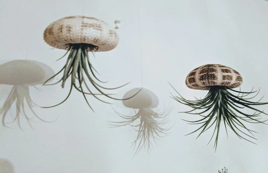 Floating Jellyfish Sea Urchins | Set Of 2 Including Tillandsia Living Air Plant, Available in Tartan, Lilac, & Green