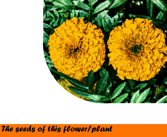 African Marigold Valencia 1G. ~350 Seeds