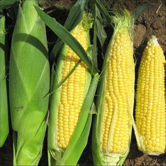 Vegetable - Sweet Corn Sweetcorn F1 Rising Sun 10 Premium Quality Seeds
