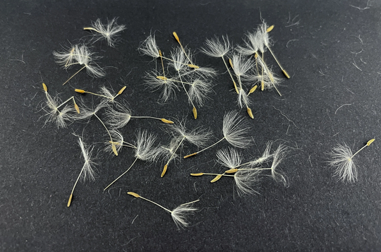 Real Dried Dandelion Seeds | Plants For Resin Jewelry Seeds Home Decor Epoxy Craft Ideas Flower Sphere Make