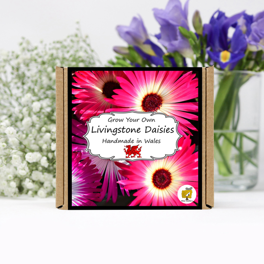 Grow Your Own Livingstone Daisy Plant Kit. Daisy Seeds Growing Kit