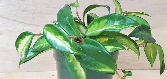 Hoya Carnosa "Krimson Princess' Live Plan-In 4