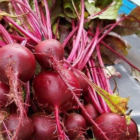 Beet Ruby Queen Vegetable Seeds | Beta Vulgaris 30+Seeds