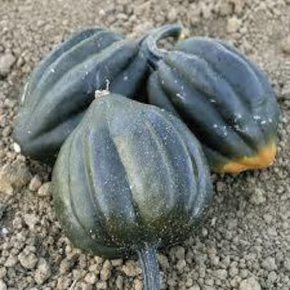 Organic Acorn Squash Seeds