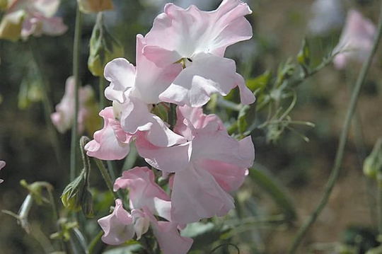 Sweet Pea Pink Pearl 15 Seeds, Soft Pink On White Sweet Pea Tall Type