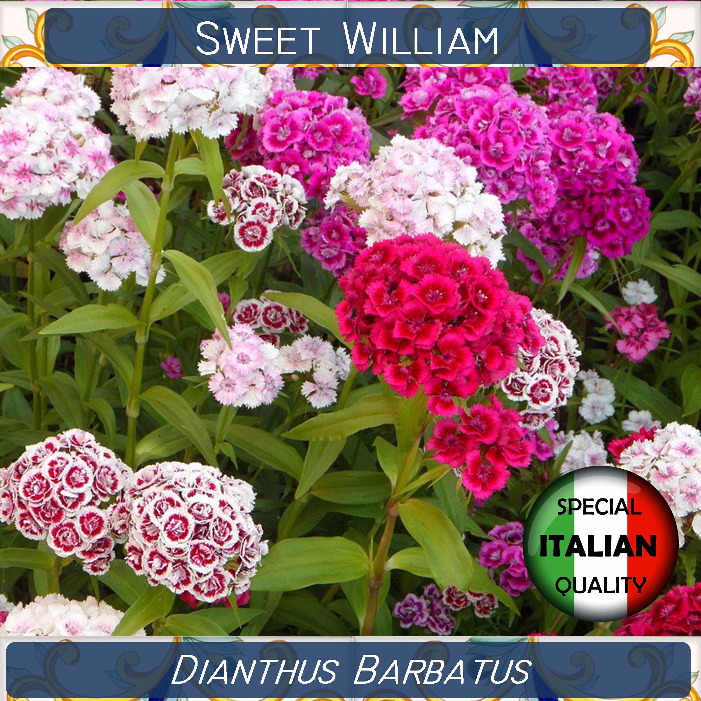 850+ Sweet William Mixed Colors Seeds, Dianthus Barbatus Flower Garofano Dei Poeti #fi540