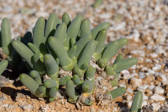 Dactylopsis Digitata 10 X Seeds- Mesembryanthemum Seeds - Living Stones Easy Plant