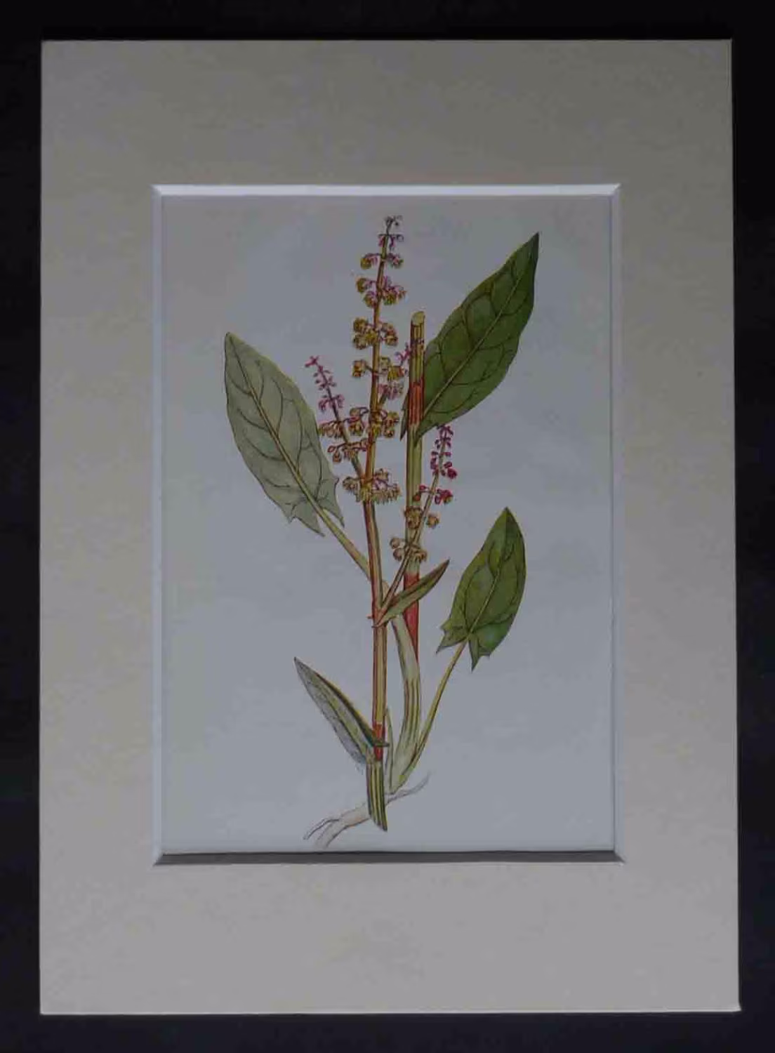 1920S Antique Common Garden Sorrel Print, Available Framed, Culinary Art, Kitchen Gift For Cook, Chef Decor, Herbal Picture, Herb Artwork