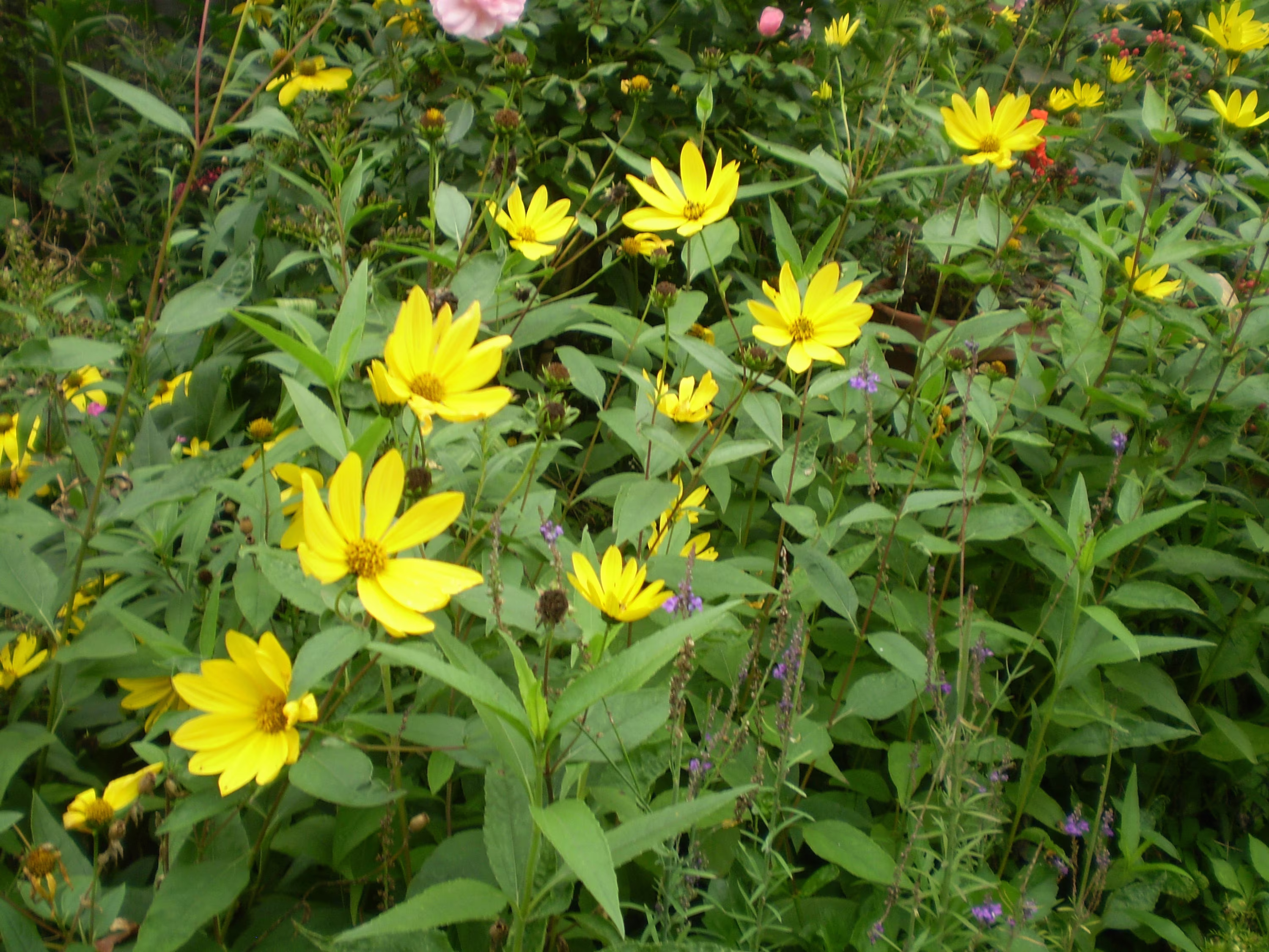 2 Organic Norfolk Rudbeckia Lacinata Herbstsonne Plant Root Systems, Late Summer Cottage Garden