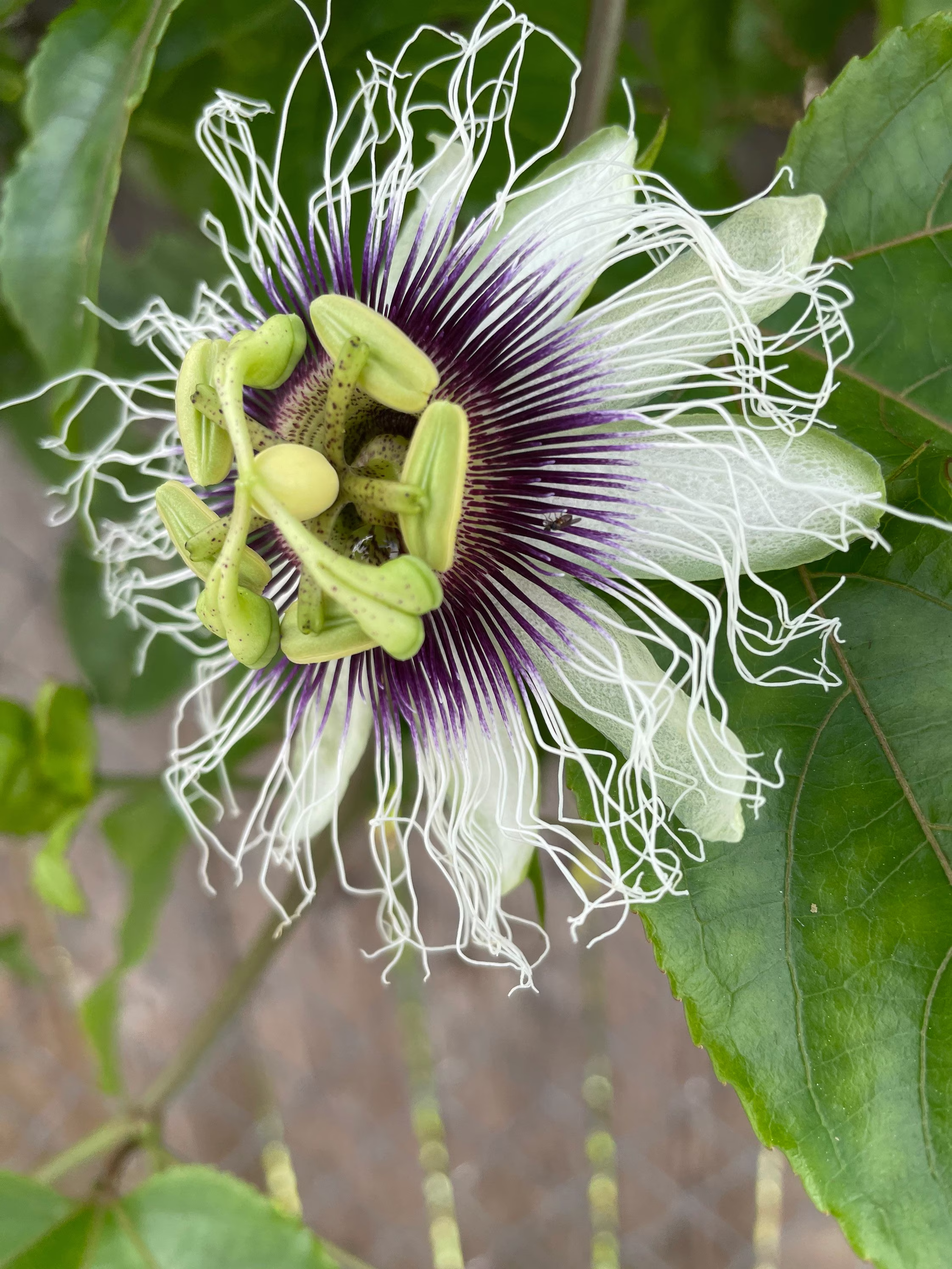 10 Passion Fruit Plants & Seeds