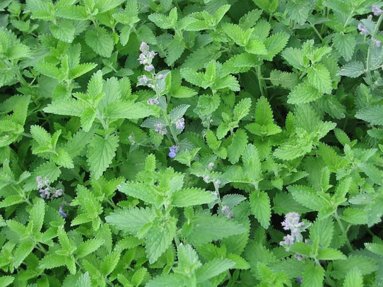 Herb - Catnip 1000 Premium Seeds