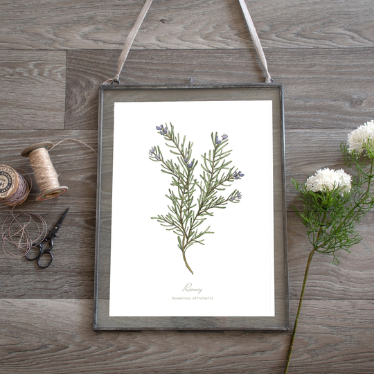 Rosemary Herb Botanical Print Plant Illustration, Kitchen Wall Art