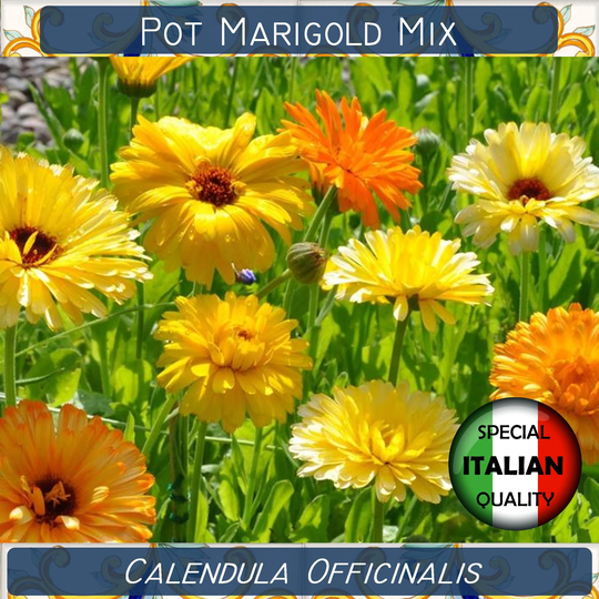 240+ Pot Marigold Mixed Color Seeds, Calendula Officinalis Annual Flower Gigante #fi518
