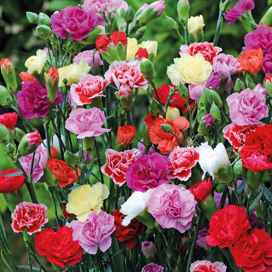 200 Carnation Chabaud Mix Seeds - 50 Mixed Colour Cottage Garden Seeds