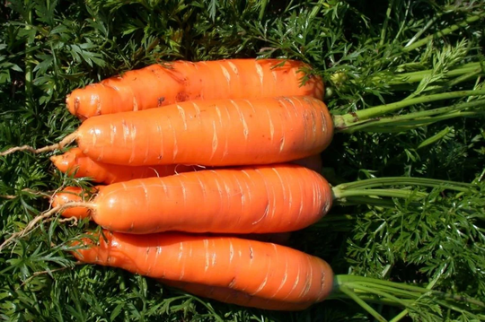 Carrot Seeds Alenka
