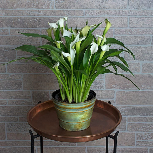 Calla Lily Zantedeschia Houseplant Seeds - Tropical Indoor House Plant 6 Fresh Rare Easy To Grow