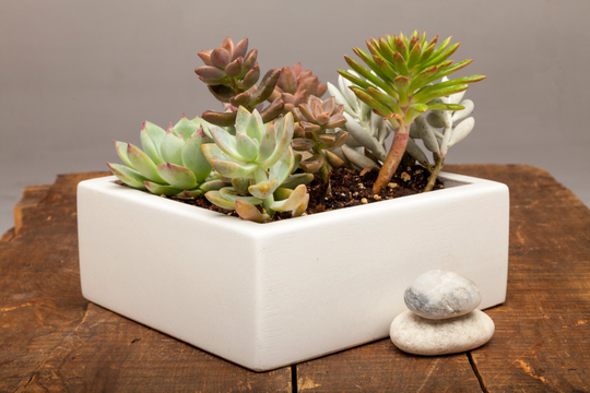 Concrete Planter Centerpiece - 7