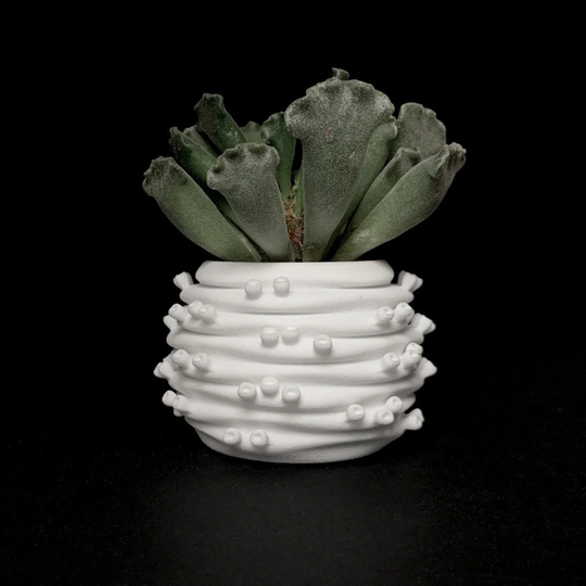 Echeveria Hb | Planter With Drainage Holes