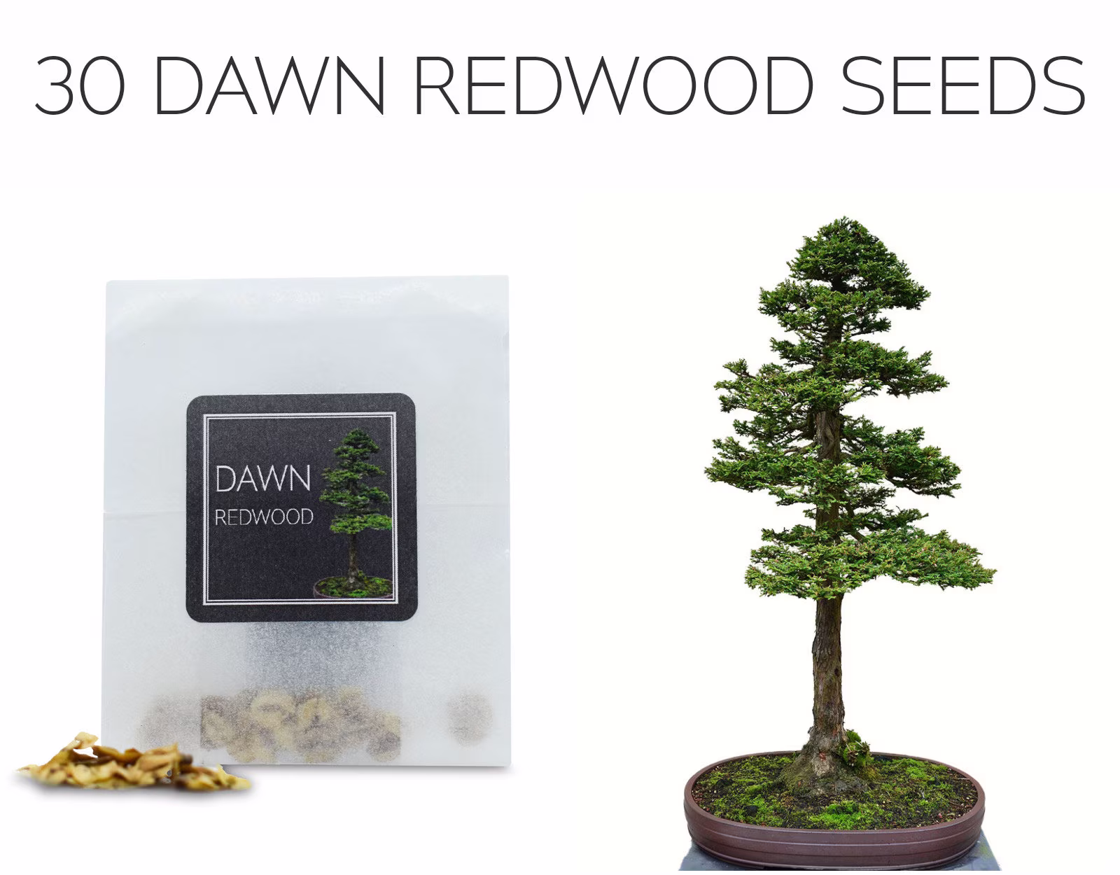 30 Dawn Redwood Seeds | Grow Your Own Bonsai Tree Metasequoia Glyptostroboides Growing Guide Perfect For Beginners & Enthusiast