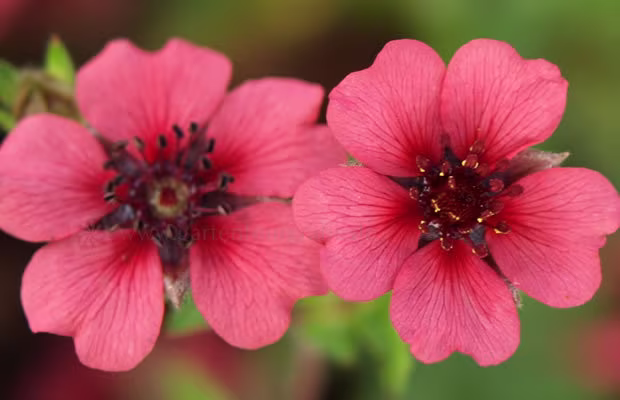 Potentilla Nepalensis - Shogran Seed