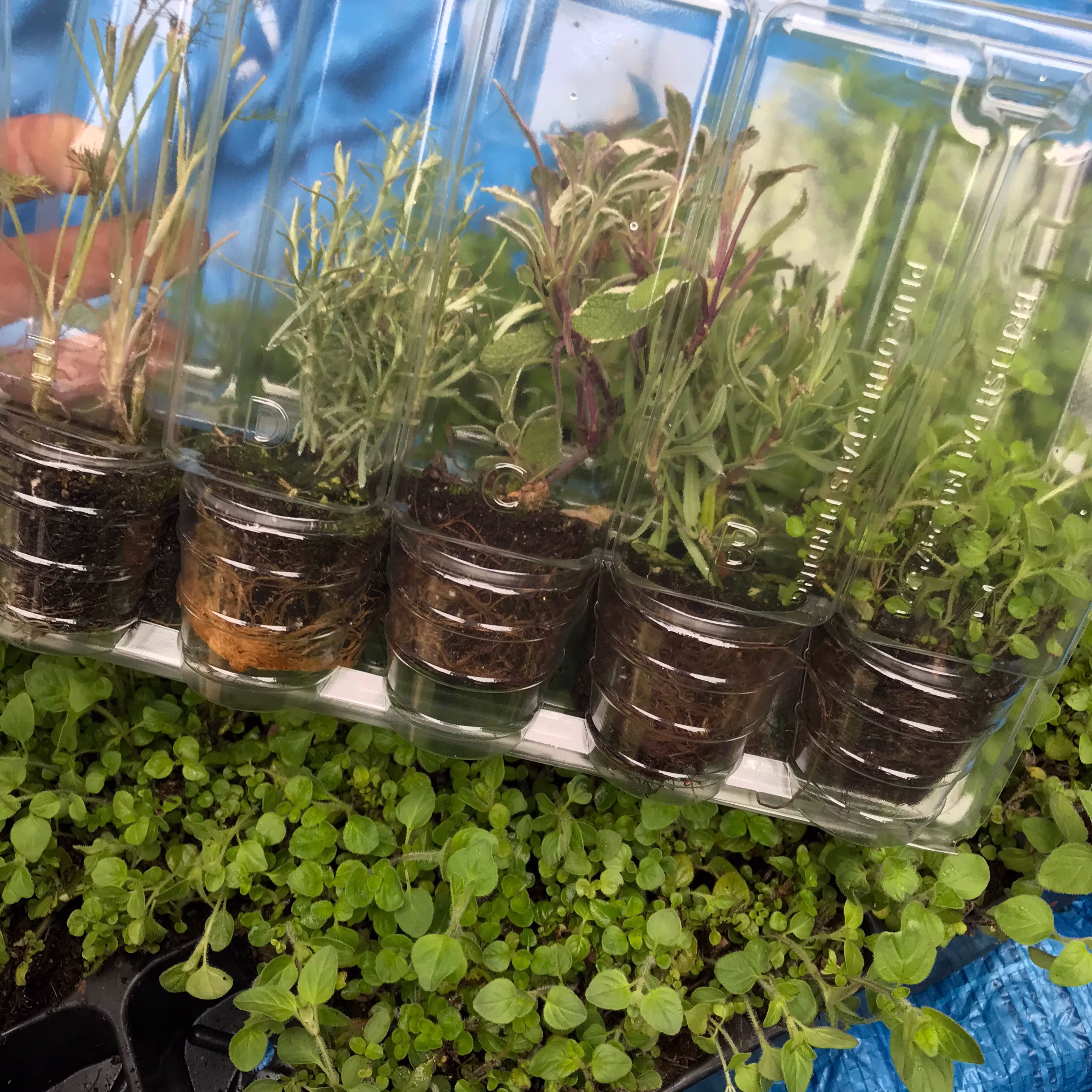 Five Mixed Herb Plants - Young Transplants To Grow Yourself | Free UK Postage