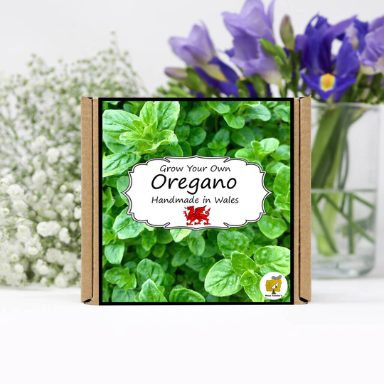 Grow Your Own Herbs Kit / Oregano