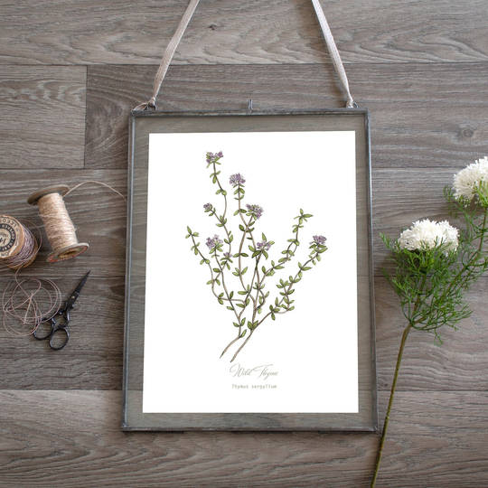 Wild Thyme Herb Botanical Print, Plant Illustration, Wall Art