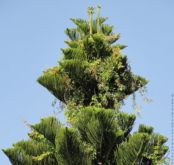 15 X Australian Pine Tree Seeds. Casuarina Equisetifolia