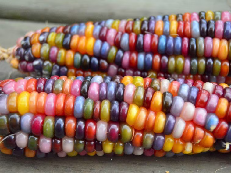 Glass Gem Corn 10 Fresh Seeds From My Own Garden