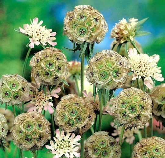 starflower Scabiosa Drumsticks 25 Seeds, Fresh, Easy To Grow