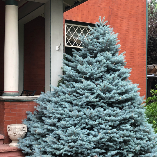 Blue Spruce Tree | Picea Pungens Glauca Seeds