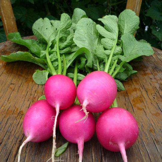 Radish Seeds Yutzinka