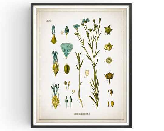 Flax - Botanical Print Flaxseed Vintage Medicinal Plant Botany Decor Kitchen Unframed