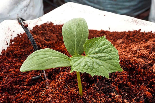 Natural Coco Peat + 100% Organic Coconut Coir Indoor & Out Door Planting