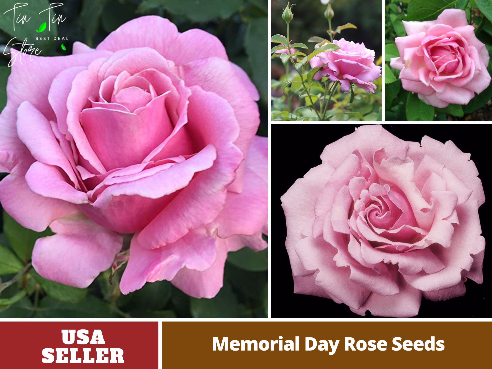 30 Rare Seed-Pink Rose Flower Seeds-Perennial -Authentic Seeds-Flowers -Organic. Non Gmo -Vegetable Seeds-Mix Seeds For Plant-B3G1#1117
