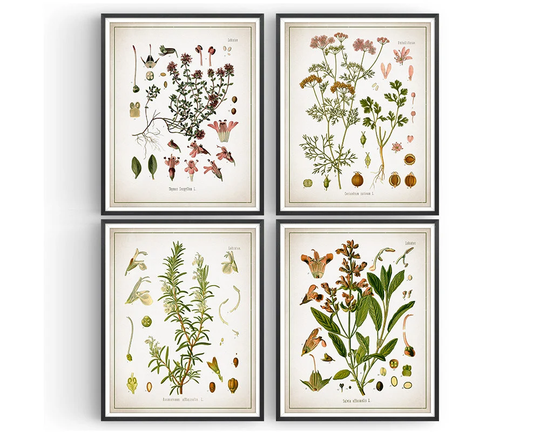 Herb Botanical Prints - Set Of 4 Thyme Coriander Rosemary Sage Kitchen Decor Herbs Unframed