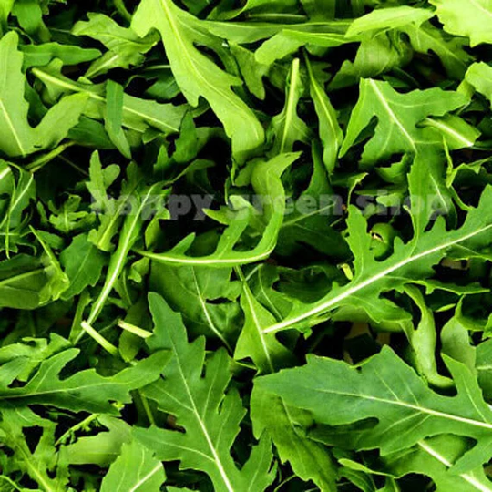 Arugula - 4000 Seeds Rocket Salad Herb Selected