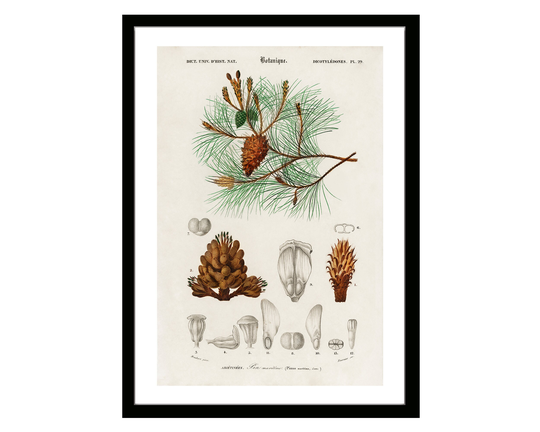 Martime Pine Vintage Botanical Poster Print Of Retro Herbs Plants & Trees Illustration Kitchen Art Decor. Giclee Set