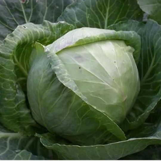 Ball-Head Cabbage Lika Seeds Heirloom Non Gmo For Planting | 203300