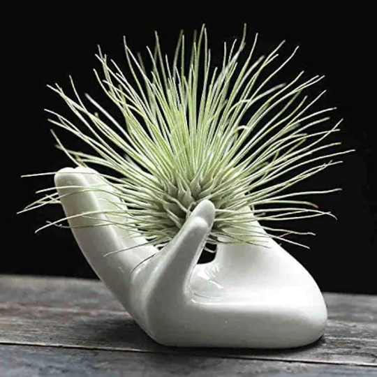Ceramic Hand Planter For Air Plants 6 Pack Small Plant Pot , Holder Plant Containers, Decorative Planters, Pots Indoor Plants