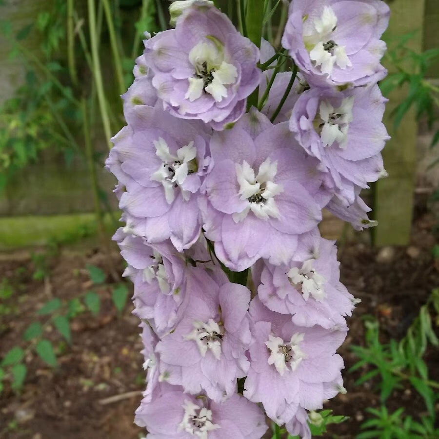 45 Cherry Blossom Seeds Perennial Samen Somen Zaad Zaden Semi Sementi Semillas Semenetes Siemenet Graines Nasiona