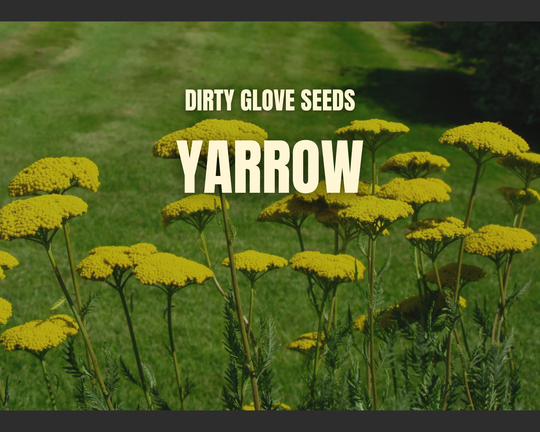 Yarrow, Golden 100+ Seeds Medicinal Herb Non-Gmo | Achillea Filipendulina