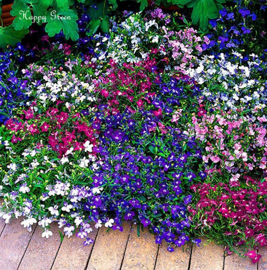 Lobelia Seeds - String Of Pearls Mixed 9 000 Seeds Annual Hanging Basket Plant Lobelia Erinus