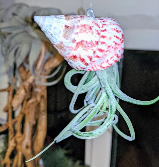 Floating Jellyfish in A Beautiful Strawberry Troca Seashell Including Tillandsia Living Air Plant