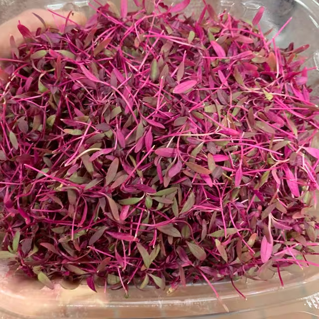 Amaranth Dubius Organic Microgreens Seeds - Ready in Under 10 Days 4950 Approx