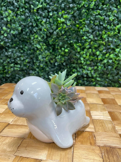 Seal Succulent Kit W/Planter/Custom Arrangement/Animal/Easy Plant/ Pot/Plant Container/ Ceramic Pot/ Office Gift/ Kids Craft