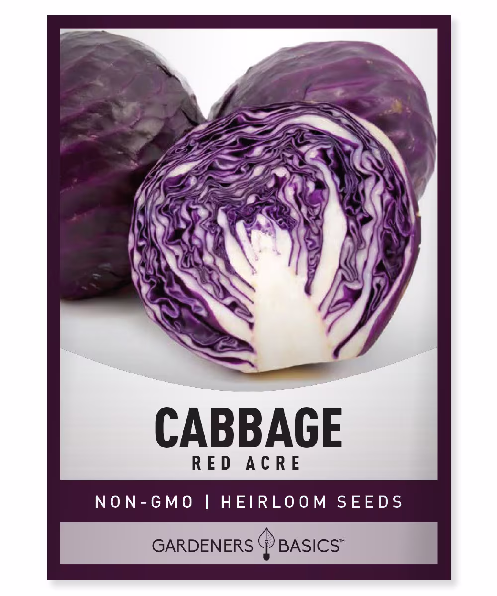 Cabbage Seeds For Planting - Red Acre Variety Heirloom, Non-Gmo Great Summer, Spring, Fall, & Winter Gardening