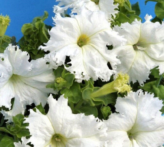 Flower Seeds Petunia The Snow Queen